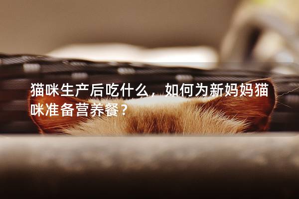 貓咪生產(chǎn)后吃什么，如何為新媽媽貓咪準(zhǔn)備營(yíng)養(yǎng)餐？